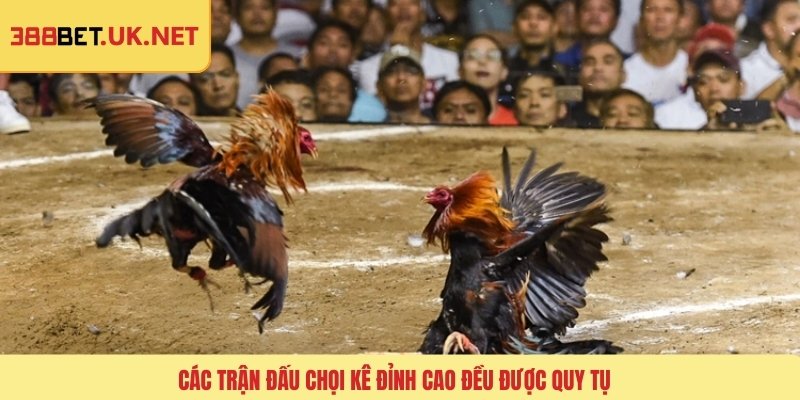 Các trận đấu chọi kê đỉnh cao đều được quy tụ
