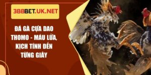 Đá Gà Cựa Dao Thomo - Máu Lửa, Kịch Tính Đến Từng Giây