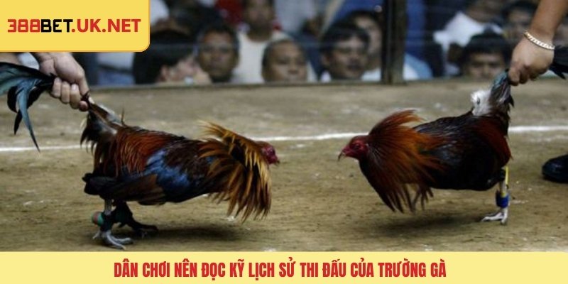 Dân chơi nên đọc kỹ lịch sử thi đấu của trường gà