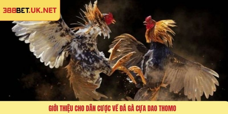 Giới thiệu cho dân cược về đá gà cựa dao thomo