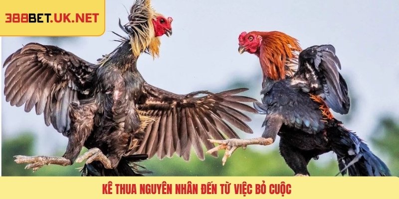 Kê thua nguyên nhân đến từ việc bỏ cuộc