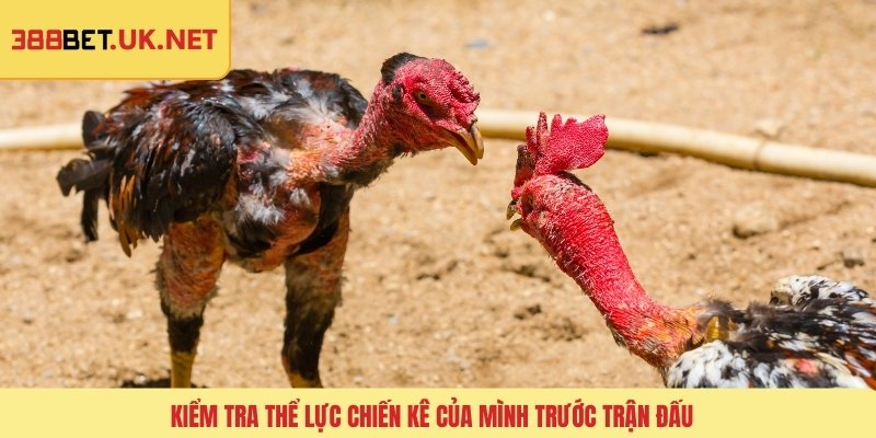 Kiểm tra thể lực chiến kê của mình trước trận đấu