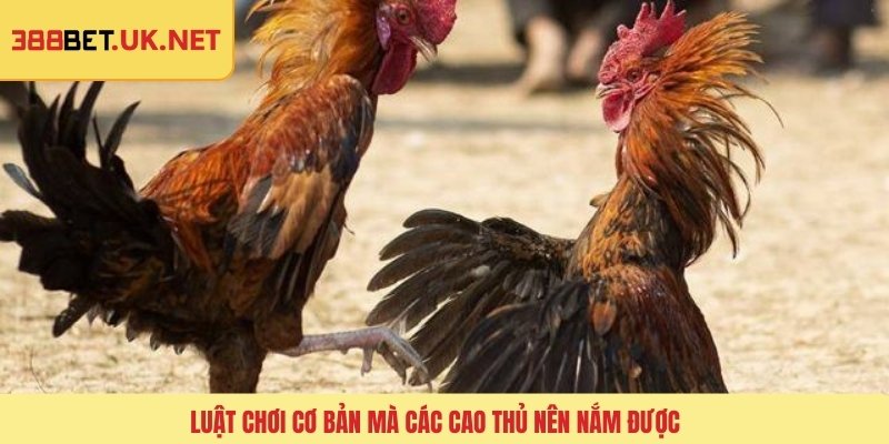 Luật chơi cơ bản mà các cao thủ nên nắm được 