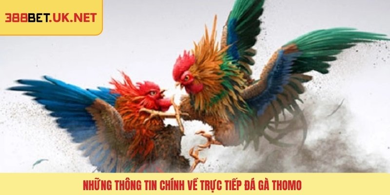Những thông tin chính về trực tiếp đá gà Thomo