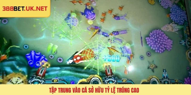 Tập trung vào cá sở hữu tỷ lệ trúng cao