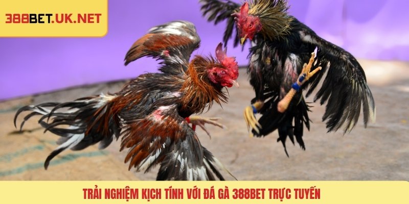 Trải nghiệm kịch tính với đá gà 388BET trực tuyến