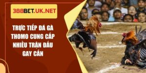 Trực Tiếp Đá Gà Thomo Cung Cấp Nhiều Trận Đấu Gay Cấn